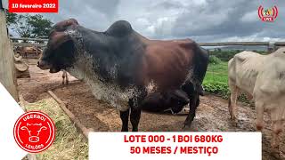 LOTE 000 - 1 BOI 680Kg 50 MESES / MESTIÇO