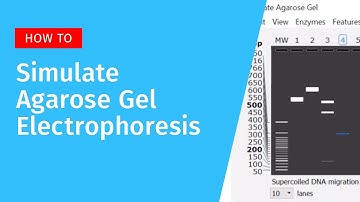 Agarose Gel Electrophoresis in SnapGene