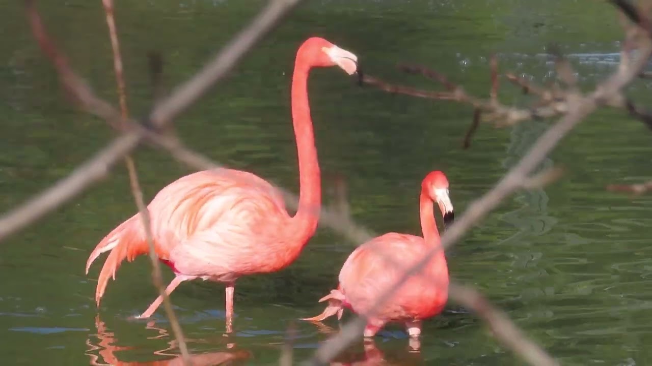 Pre-mating behaviour in a pair of Caribbean flamingos (Phoenicopterus ruber)
