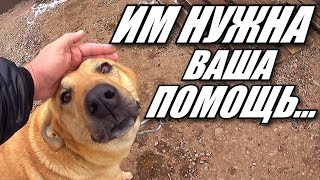 ПОМОГАЕМ ПРИЮТУ ДЛЯ БЕЗДОМНЫХ СОБАК / ПРИЮТ ДЛЯ ЖИВОТНЫХ МЕЧТА / КРАСНОКАМСК 2019 ПОМОГАЕМ ПРИЮТУ ДЛЯ БЕЗДОМНЫХ СОБАК / ПРИЮТ ДЛЯ ЖИВОТНЫХ МЕЧТА / КРАСНОКАМСК 2019