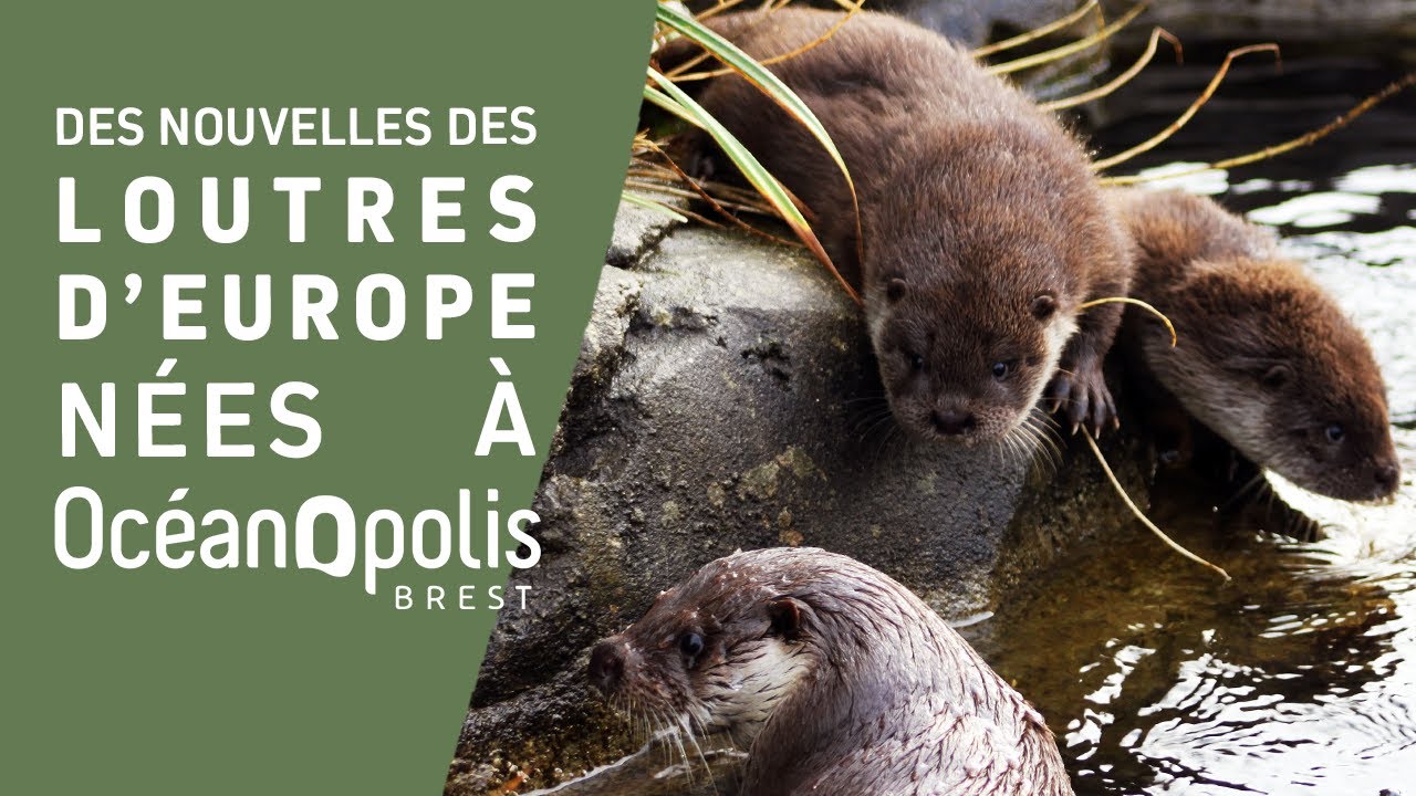 Choisissez le prénom des deux bébés loutres d'Océanopolis à Brest - France  Bleu