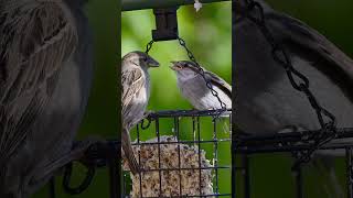 Baby Fledgling House Sparrow #birds #bird_captures #bird #birding