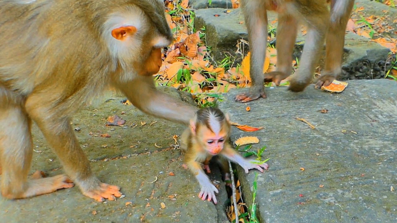Brave Monkey Mom Lauy Protects Baby Lucan 🐒❤️ Powerful Mother Instinct in Action!