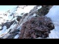 Lagopèdes alpins dans les Pyrénées. Combien sont-ils ?