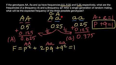 Hardy-Weinberg equilibrium explained