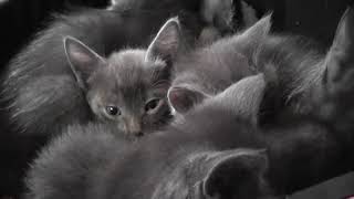 A box full of kitten cars