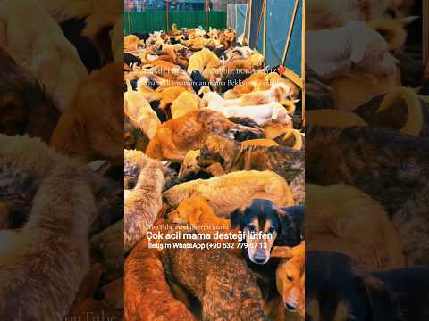 SESİMİZİ DUYAN VARMI.