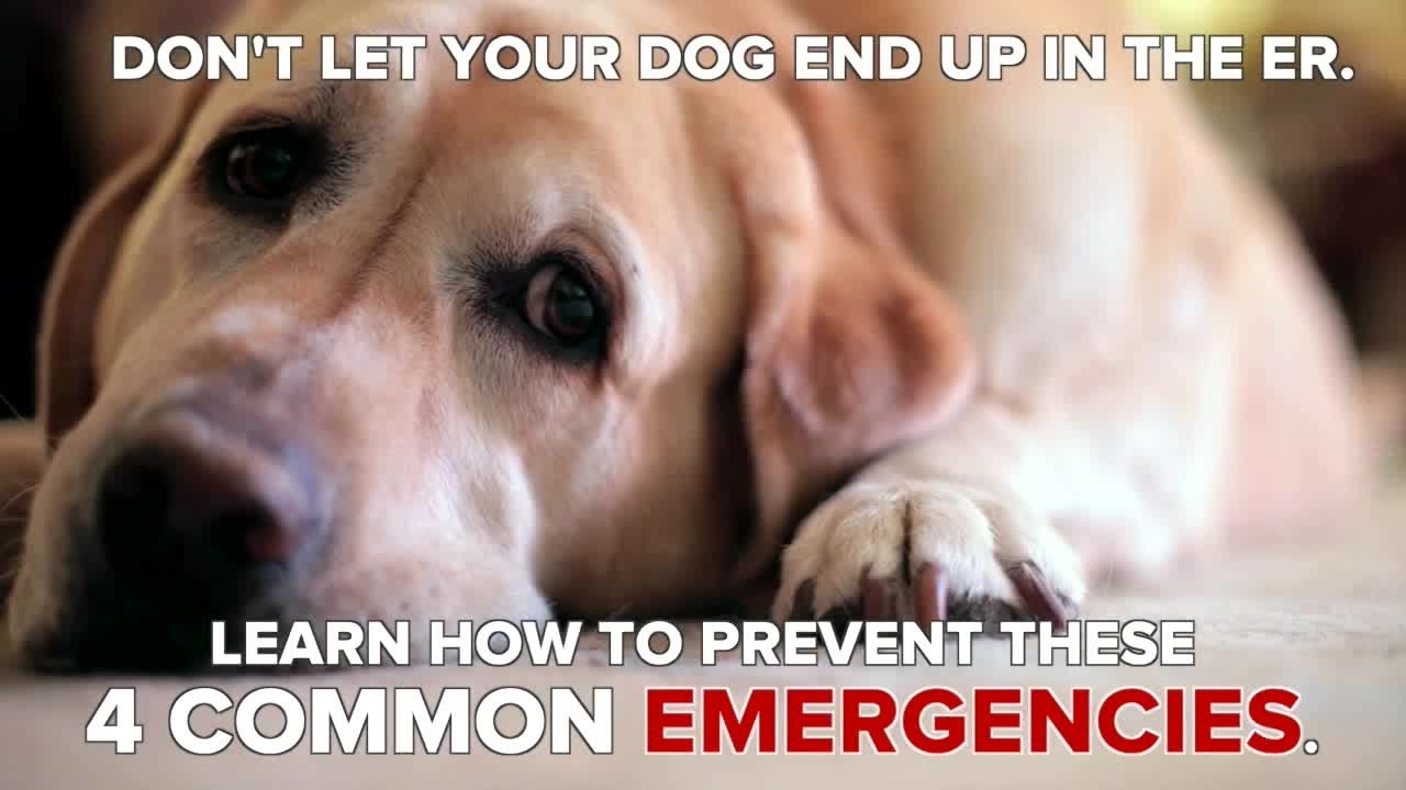 How to Help Prevent 4 Common Dog Emergencies YouTube