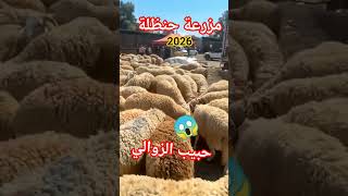 حنظلة يزلزل أسعار العلوش في الجزائر 🔥😱
