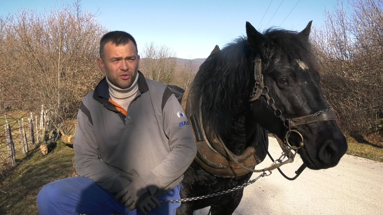 - KONJ MANGO IZVLAČI ŠUMU U MRKONJIĆKIM ŠKRAPAMA