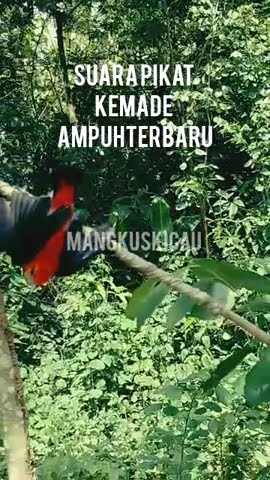 suara pikat kemade ribut ampuh #suarapikatmp3 #suarapikatburungkecilribut #suarapikat #Suarakemade