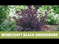 Winecraft Black Smokebush 🌿🎍🌺