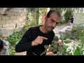 تحذير هام لكل محبي الزراعة نبتة سامة للغاية ومخدرة موجودة بالحدائق والطرقات ولا نعرفها احذروها