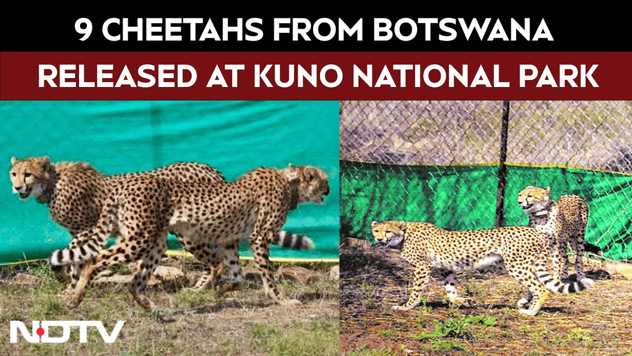 Madhya Pradesh News | 9 Cheetahs From Botswana Released At The Kuno National Park