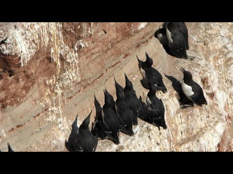 Video: Warum Sterben Vögel