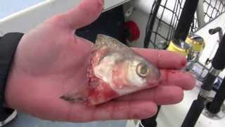 How to Find and Catch Gizzard Shad 