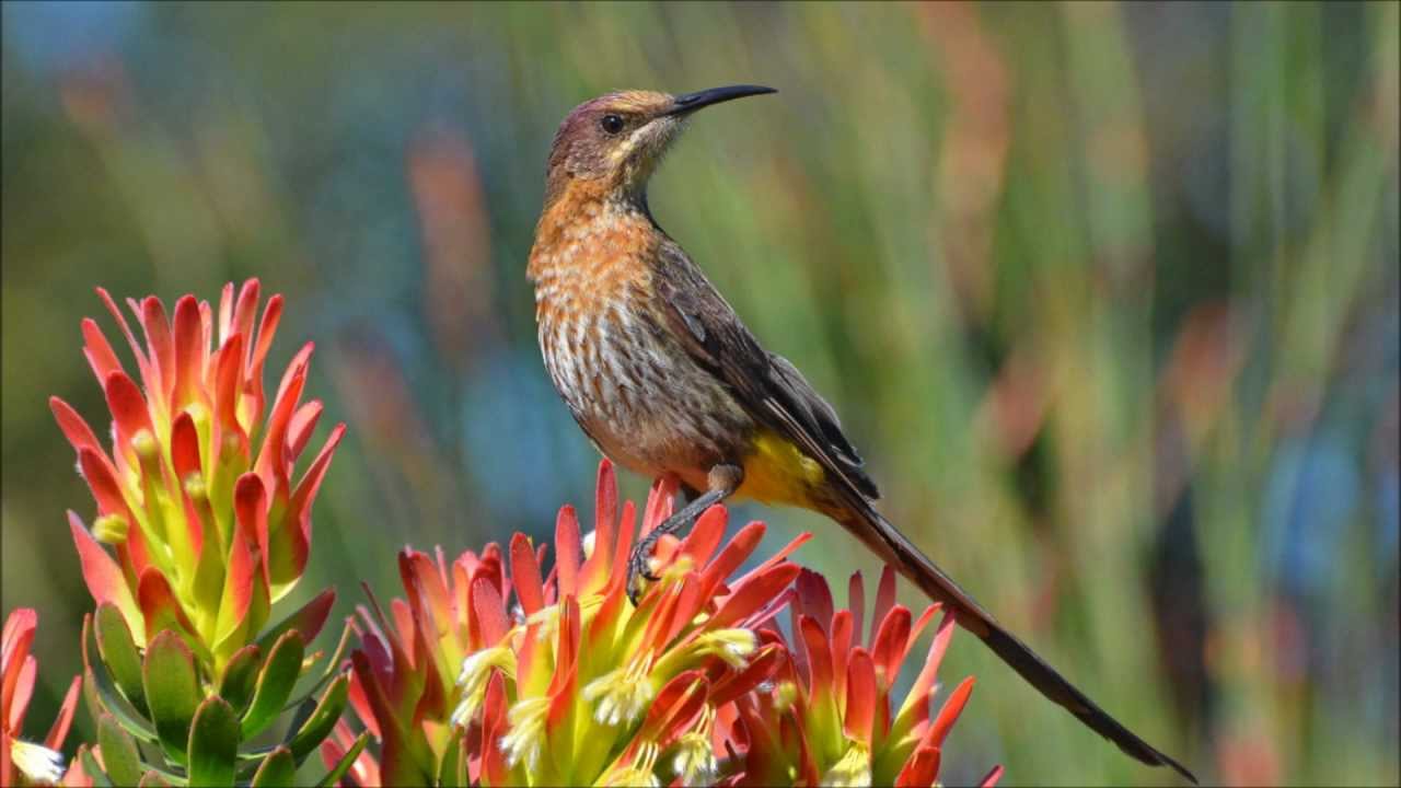 Wild birds. Солнечная птица. Птицы ЮАР цветок. Birds of Eden ЮАР.