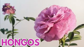 ¿Que se puede utilizar para el hongo en las rosas?