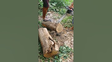 #nature # tree cutting #MS 382 STIHL