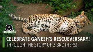Celebrate Ganesh's Rescueversary Through The Story Of 2 Brothers! by Wildlife SOS 1,127 views 1 month ago 1 minute, 15 seconds