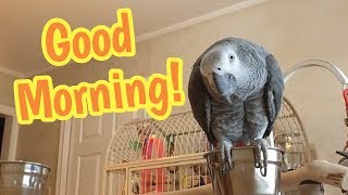 Good morning with Einstein Parrot having breakfast