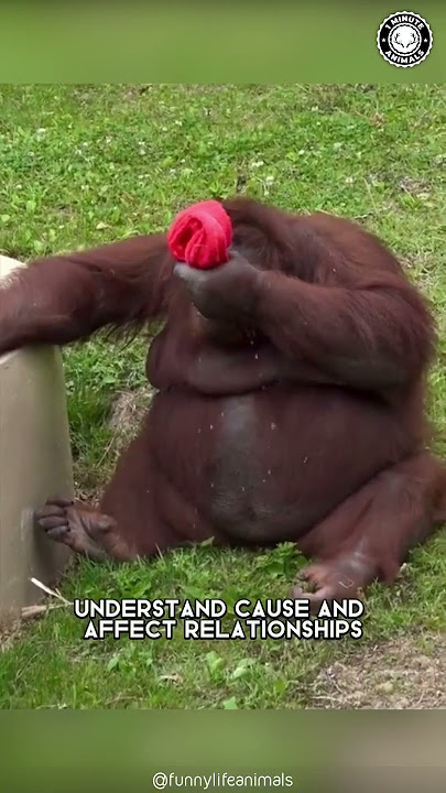 Orangutan 🦧 The Astonishing Intelligence Beyond Belief!