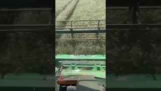 Озимая пшеница 2022 год.