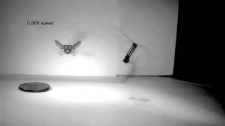 Surveillance Magazine: Uncontrolled takeoff of RoboBee