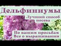 Дельфиниумы. Лучший способ посева семян и секреты выращивания.