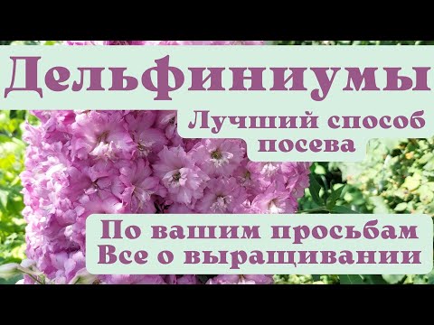 Видео: Выращивание дельфиниумов из семян – Как посадить рассаду дельфиниумов