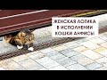 Женская логика у кошки. Невероятно! Поведение кошек. #2k #мейнкун