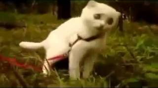 Самые смешные кошки Дьявольский Кот! Страшно смешно! Супер прикол! Самые смешные кошки Дьявольский Кот! Страшно смешно! Супер прикол!