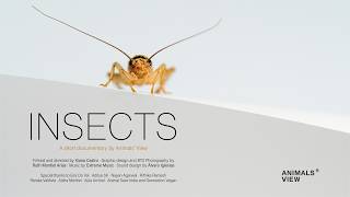 INSECTS