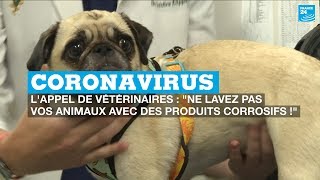 Coronavirus, l'appel des vétérinaires : 