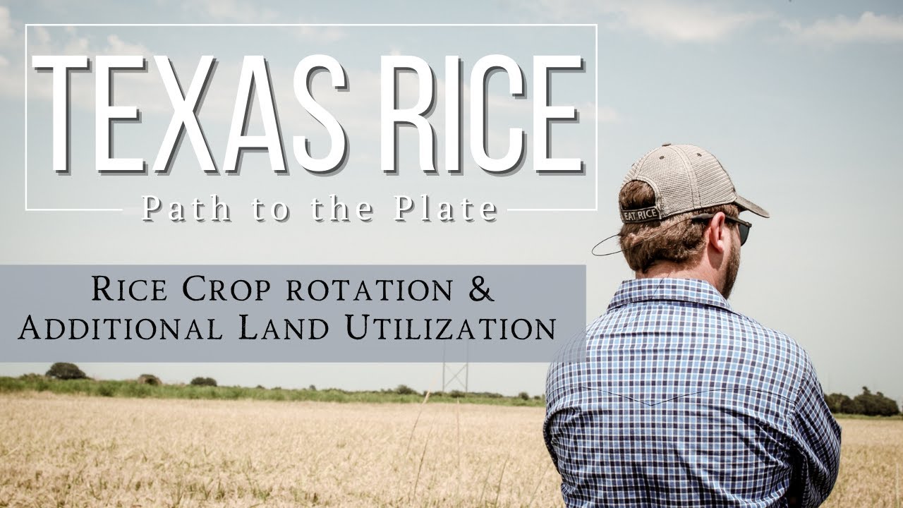 Rice Crop rotation & Additional Land utilization at Jenkins Rice Farm
