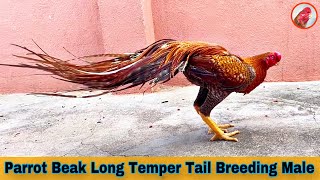 Download Lagu Rare Aseel Rooster | Parrot Beak Long Temper Tail Breed | Nayak Farm #7093717284 MP3 Download Lagu Rare Aseel Rooster | Parrot Beak Long Temper Tail Breed | Nayak Farm #7093717284 MP3