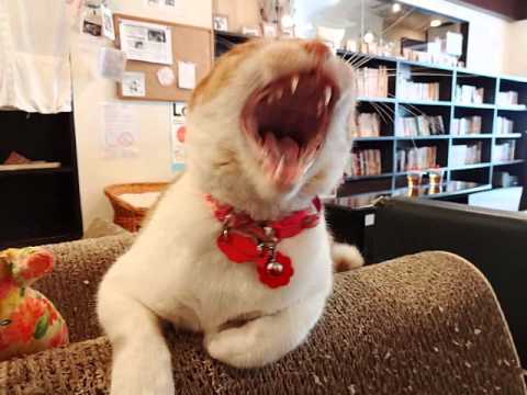 猫カフェ　Miysis