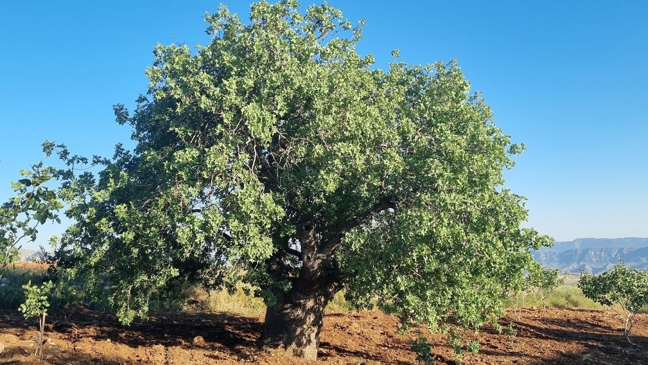 1 Haziran 2025 BUDAMA VE SUNİ TOZLAMA YAPTIĞIMIZ BAHÇE!!!