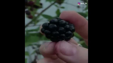 القارئ السوداني#محمد_عبدالكريم من اجمل الاصوات في تلاوه القران الكريم