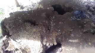 Download Lagu Suasana ! Alas Sinang | Indramayu MP3