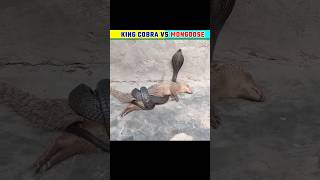 ?  Mongoose vs king cobra  दो ख़तरनाक जीब  shorts youtubeshorts snake
