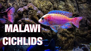 Guide to African Cichlid Care