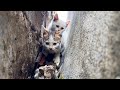 My rescue team and I successfully saved two kittens stuck in a narrow wall gap.
