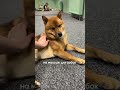 Массаж для собак: успокаивающее видео