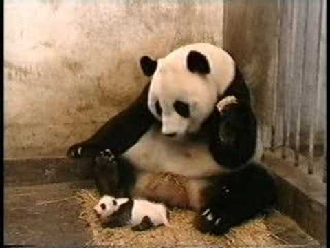 Yavrusundan Korkan Panda