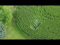 Crop Dusting with a drone, Spraying a corn field with a drone. Entire Field.