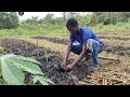 "Yuca fresca del campo: Un cultivo con amor y dedicación"