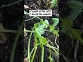 How I Caught the Caterpillar Eating My Beans 🐛 #gardeningadvice