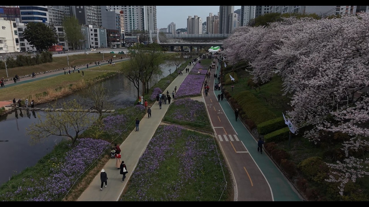 온천천 벚꽃 / 보라유채 / Cherry Blossom / Purple calona flowers / 2026년4월3일 #온천천 ...