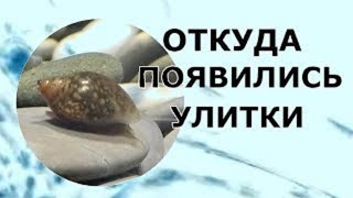 Откуда в аквариуме появились маленькие улитки Откуда в аквариуме появились маленькие улитки